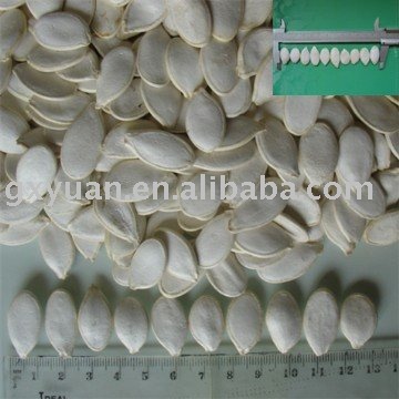 snow white pumpkin seeds 13cm