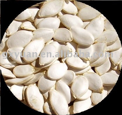 Snow white pumpkin seeds 11-13cm