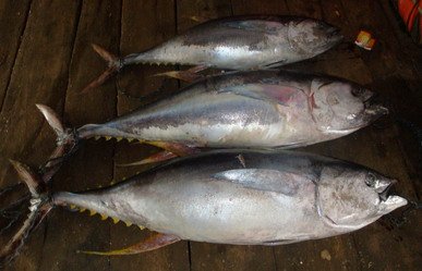 yellow fin tuna