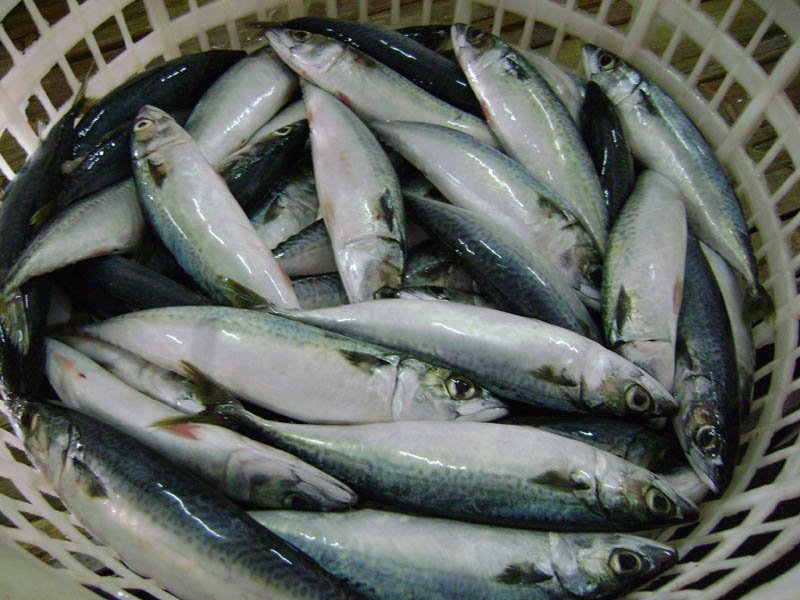 Frozen mackerel 100-200G