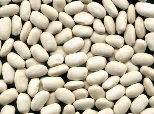 Medium white kidney bean square type