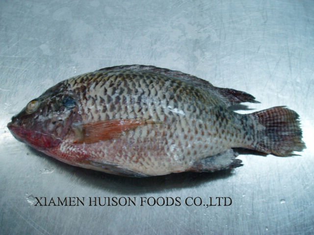 Frzoen whole gutted and scaled tilapia