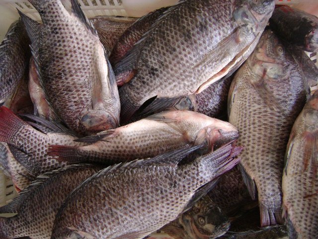 Whole gutted and scaled tilapia