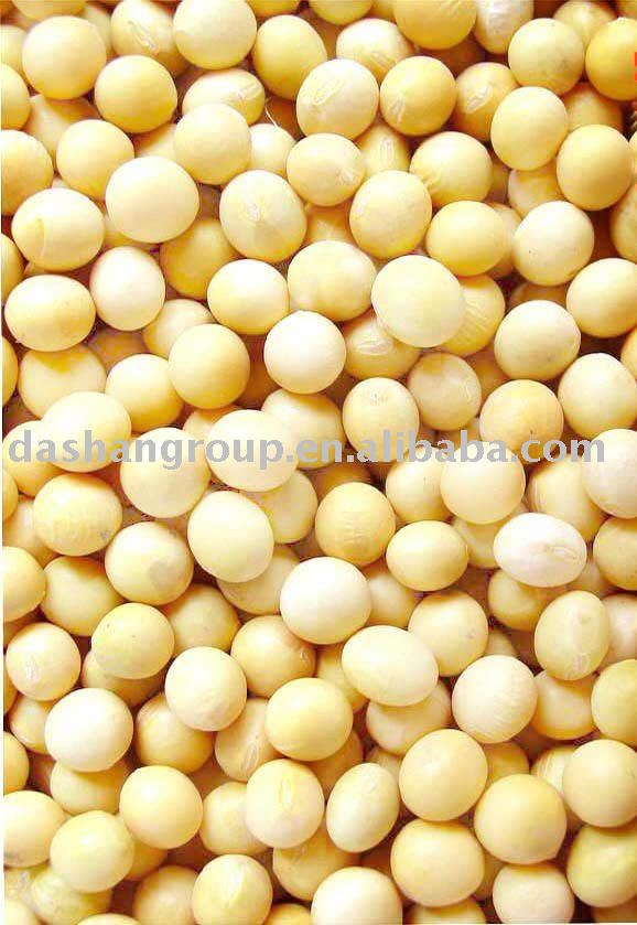 soy bean
