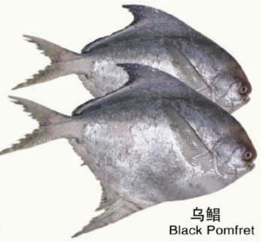 frozen black pomfret