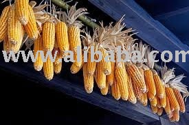 well dried and purify corn