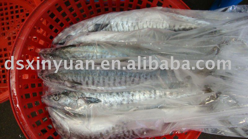 frozen seafood,  scomberomorus   niphonius 