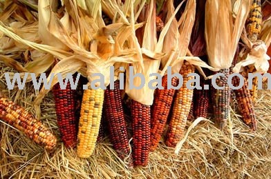 fresh and dried corn for sale