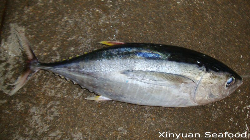 bonito tuna products,China bonito tuna supplier