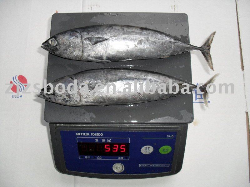 Frozen  bonito 200-300G
