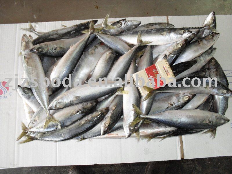Frozen Mackerel 130-180g