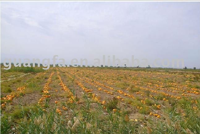  GWS   pumpkin   kernel s