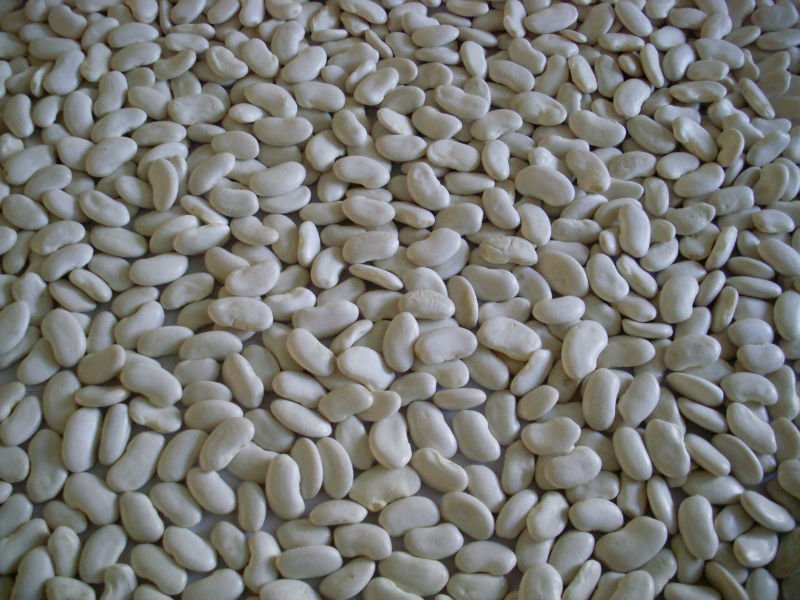  Flat   White   Kidney   Beans 