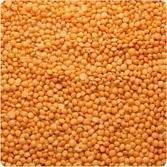 HIGH QUALITY Lentil