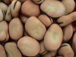 HIGH QUALITY Broad Beans