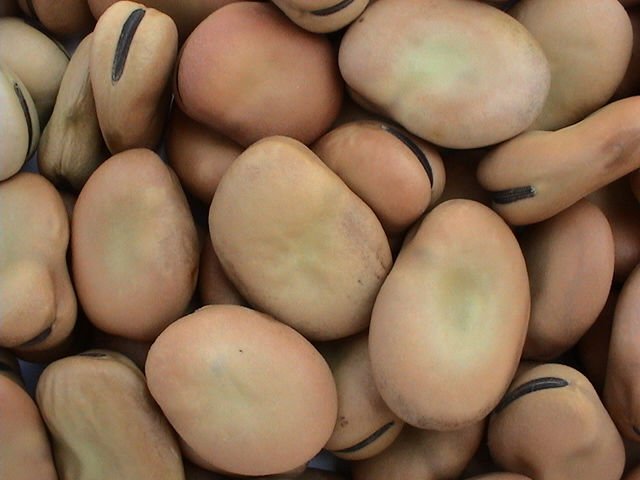 Broad beans at affordable prices