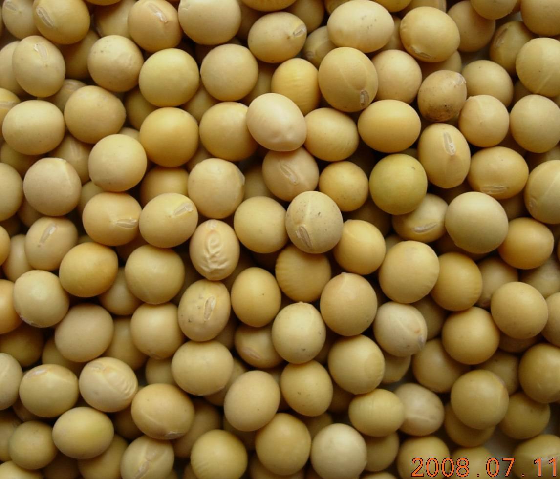 SOYA BEANS