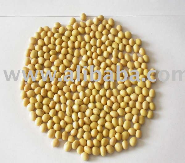 organic soybean
