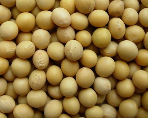 soya beans for human consumption,Vietnam NK price supplier - 21food