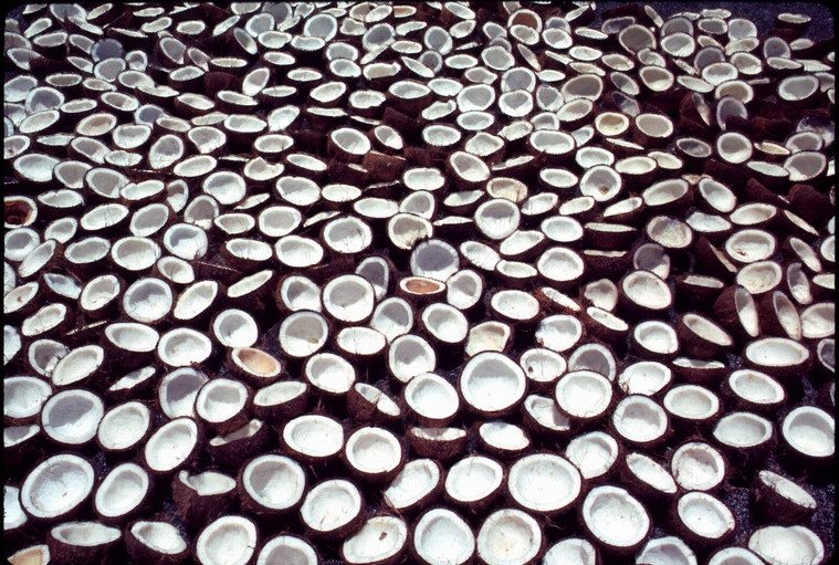 Dried Copra Halves