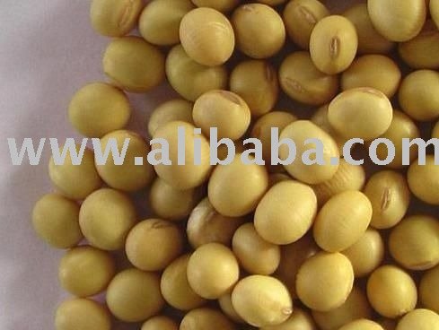organic soybean