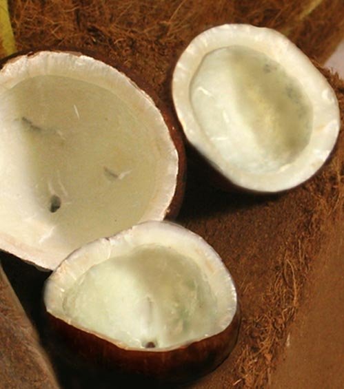  Coconut   Kernels 
