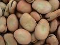 ATG (BROAD BEANS)