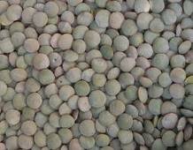 Lentil