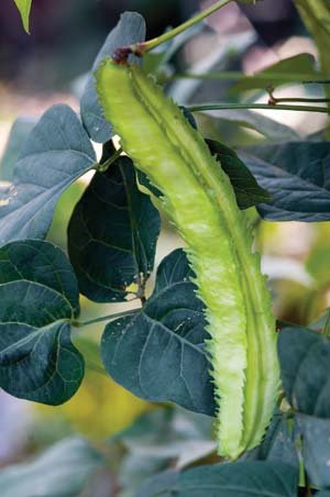 Winged bean