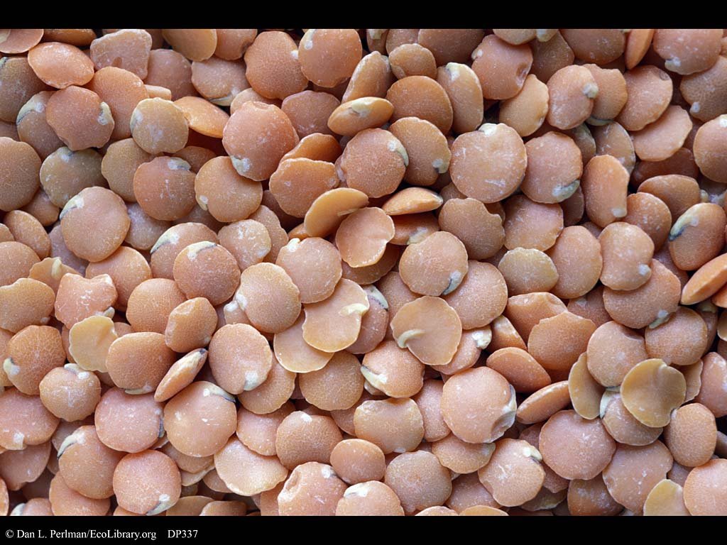 lentil