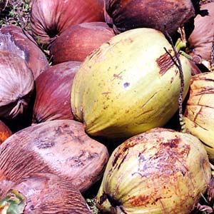  Coconut , Dehusked  Coconut  Fruit,  Coconut  Fibre