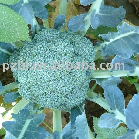 Fresh broccoli