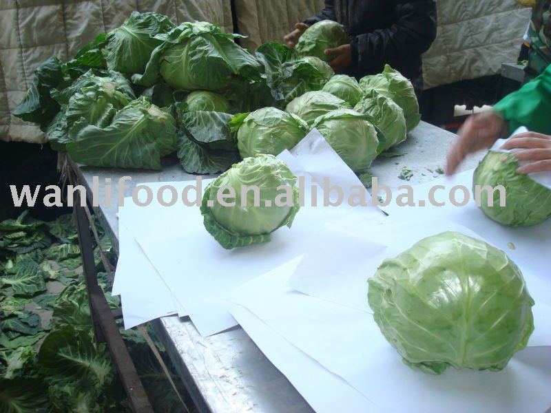 fresh green cabbage