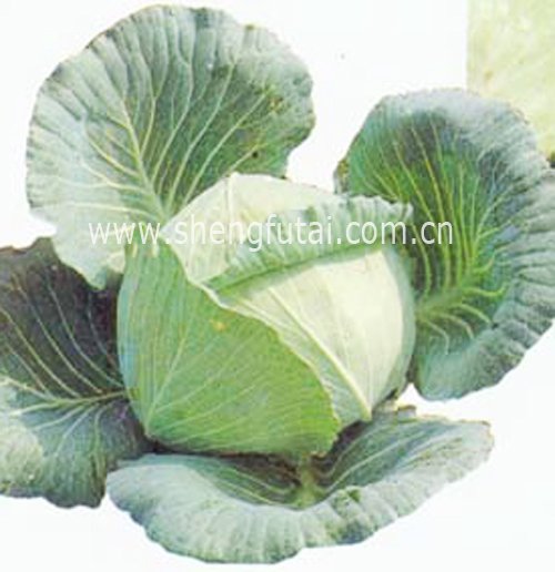 chinese fresh cabbage(new crop)