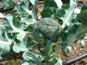 Fresh Broccoli for Sale(100% Top Quality),Spinach,Onion,Garlic,Leeks,Tomatoes,Cabbage,Lettuce,Radish