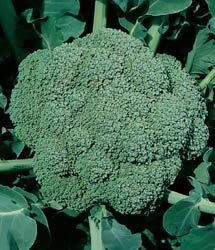 Headed broccoli