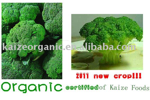  IQF   Organic   broccoli 
