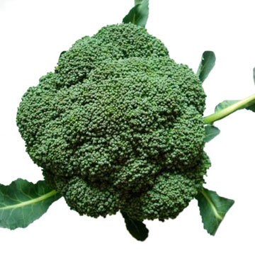 Fresh Broccoli