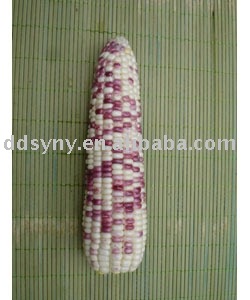Colorful glutinous hybrid corn seed