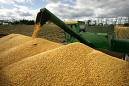 Yellow Corn With Best Price