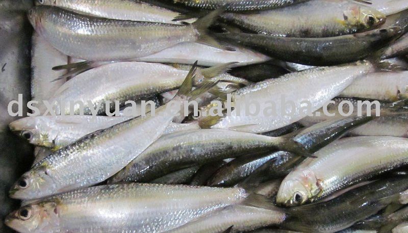 frozen sardine( Sardinella Longiceps)