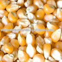 corn maize / yellow maize / maize
