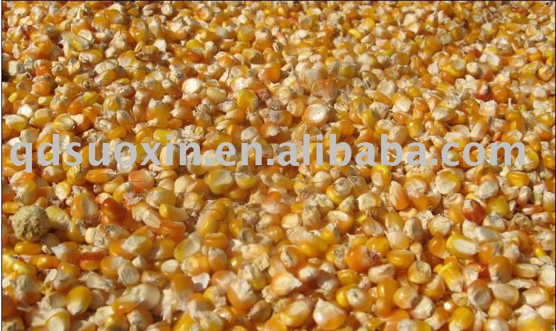 dried maize corn