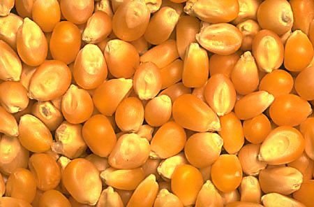 lovely yellow maize