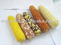 frozen glutinous  Corn