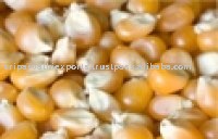 Yellow Corn Maize