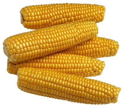 yellow dry  corn  for human consumption