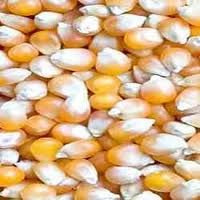  yellow   corn  for  feeds 