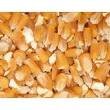 TOP QUALITY CORN OF VARIOUS COLORS READY FOR EXPORT