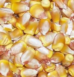 YELLOW CORN